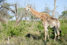 Giraffe (49 von 94).jpg
